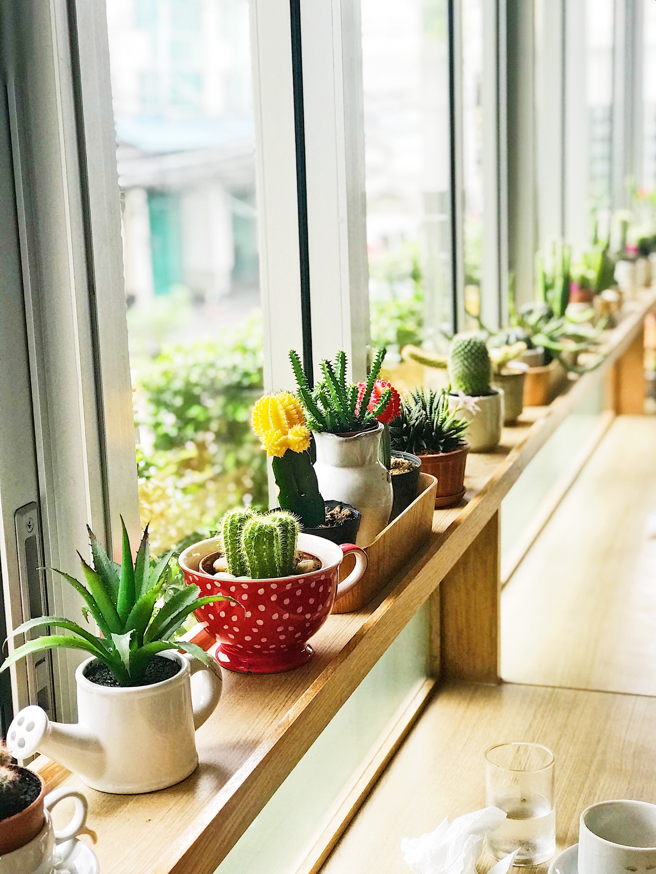 Interior view of aluminum windows with plants on the sill